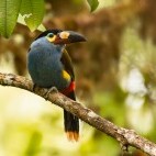 Plate-billed mountain toucan