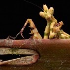 Praying mantis.