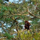 Red howler monkey in Ecuador