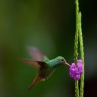 Rufous-tailed hummingbird in Ecuador