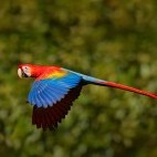 Scarlet macaw in Ecuador