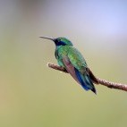 Sparkling violetear in Ecuador