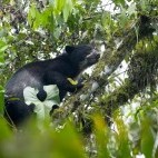 Spectacled bear in Ecuador
