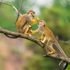 Squirrel monkey in Ecuador
