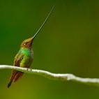 Sword-billed hummingbird