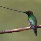Sword-billed hummingbird in Ecuador