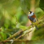 Toucan barbet in Ecuador