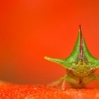 Treehopper.