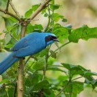 Turquoise jay in Ecuador