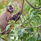White-fronted capuchin in Ecuador