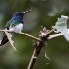 White-necked jacobin in Ecuador