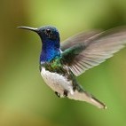 White-necked jacobin in flight in Ecuador