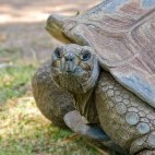 Galapagos giant tortoise in the Galapagos Islands