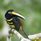 Many-banded aracari in Ecuador.