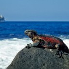 Marine iguana in the Galapagos Islands