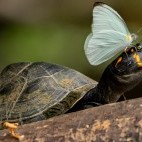 Yellow-spotted river turtle.