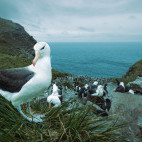 Black-bowed albatross in the Falkland Islands.