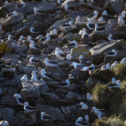 Black-browed albatross in the Falkland Islands.