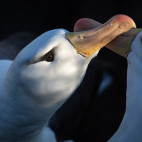 Black-browed albatross in the Falkland Islands.