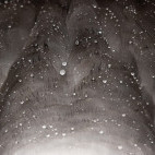 Black-browed albatross feathers in the Falkland Islands.