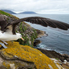 Black-browed albatross in the Falkland Islands