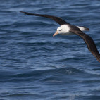 Black-browed albatross in the Falkland Islands
