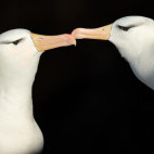Black-bowed albatross in the Falkland Islands.