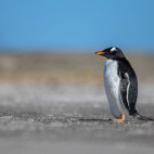 Gentoo penguin in the Falkland Islands.
