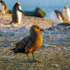 Brown skua in the Falkland Islands