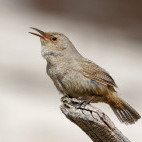 Cobb's wren in the Falkland Islands