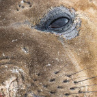 Elephant seals in the Falkland Islands.