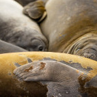 Elephant seals in the Falkland Islands.