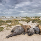 Elephant seals in the Falkland Islands.