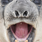 Elephant seal in the Falkland Islands.