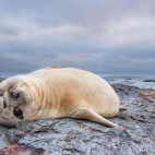 Elephant seal in the Falkland Islands.