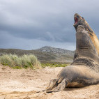 Elephant seals in the Falkland Islands.