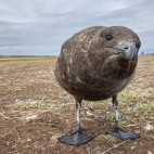 Falkland skua in the Falkland Islands.
