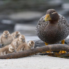 Falklands steamer duck in the Falkland Islands