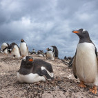 Gentoo penguin in the Falkland Islands.