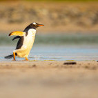 Gentoo penguin in the Falkland Islands.