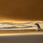Gentoo penguin in the Falkland Islands.