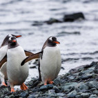 Gentoo penguin in the Falkland Islands