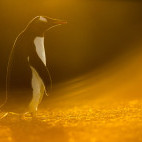 Gentoo penguin in the Falkland Islands.