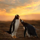 Gentoo penguin in the Falkland Islands