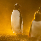 Gentoo penguin in the Falkland Islands.