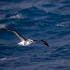 Grey-headed albatross on the crossing from the Falkland Islands to South Georgia.