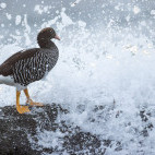 Kelp goose in the Falkland Islands.
