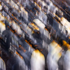 King penguin in the Falkland Islands.