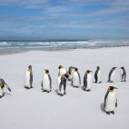 King penguin in the Falkland Islands.