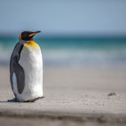 King penguin in the Falkland Islands.
